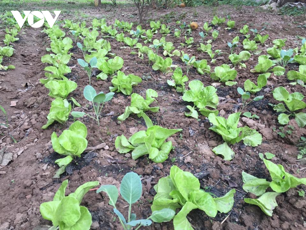 Chuyển đổi đất trồng cây hàng năm sang đất ở như thế nào?- Ảnh 1. Chuyển đổi đất trồng cây hàng năm sang đất ở như thế nào?- Ảnh 1.