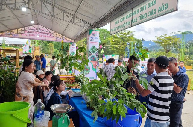 Hình thành trung tâm công nghiệp và dược liệu tại Quảng Nam- Ảnh 1.