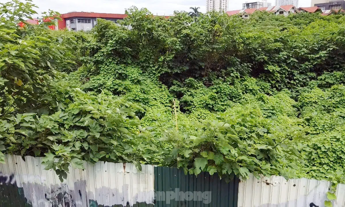 Dự án tháp tài chính gần 4.000 tỷ đồng ở Hà Nội 'hoá rừng' sau 20 năm ôm đất lãng phí- Ảnh 9. Dự án tháp tài chính gần 4.000 tỷ đồng ở Hà Nội 'hoá rừng' sau 20 năm ôm đất lãng phí- Ảnh 9.